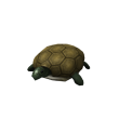 Turtle Shoulder Friend
