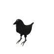 Shoulder Crow