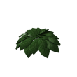Jolly Jade Giant