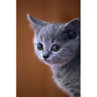 Meow:3