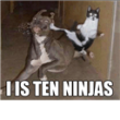 Lolcat Pwn Dog