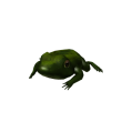 Warty Frog
