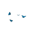 Blue Butterflies