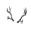Silverthorn Antlers