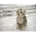 LOLCAT FAN CLUB